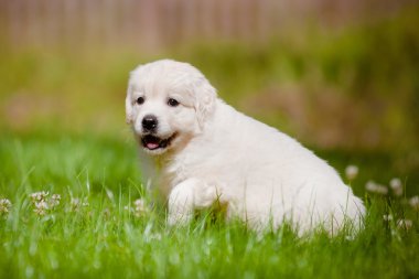 sevimli golden retriever yavru