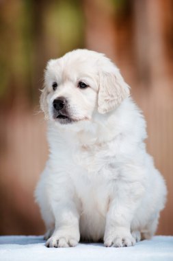 sevimli golden retriever yavru