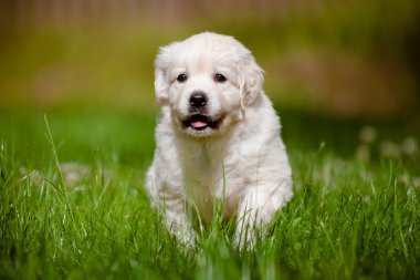 sevimli golden retriever yavru
