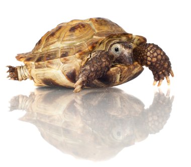 Turtle isolated on white clipart