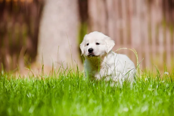 Adorable golden retriever puppy — Stock Photo, Image