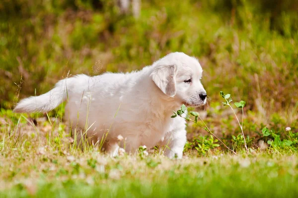 Adorável cachorro golden retriever — Fotografia de Stock