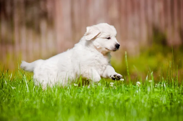 Sevimli golden retriever yavru — Stok fotoğraf