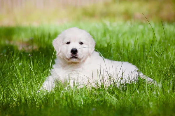 愛らしいゴールデン ・ リトリーバーの子犬 — ストック写真