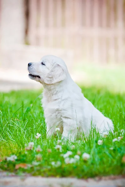 Schattig gouden retriever pup — Stockfoto