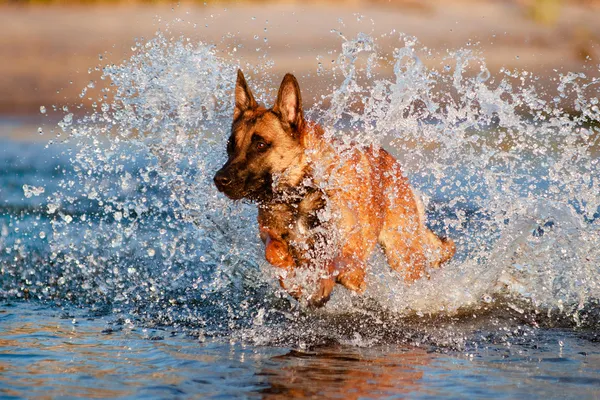 Belgische herder in de zee — Stockfoto