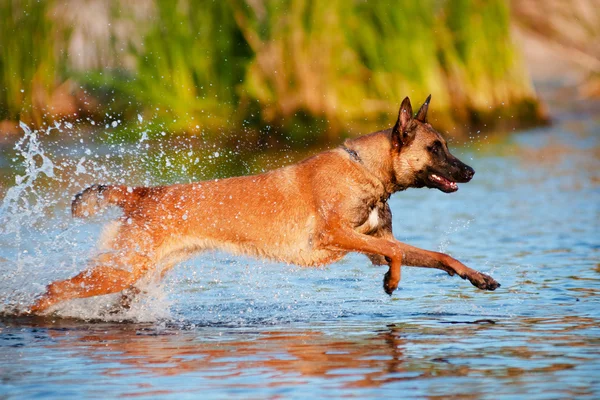 在海的比利时牧羊犬。 — 图库照片