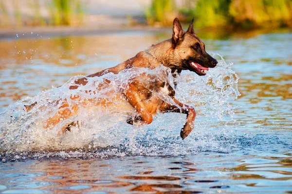 Cão pastor belga no mar — Fotografia de Stock