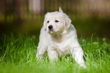 açık havada güzel golden retriever köpek yavrusu