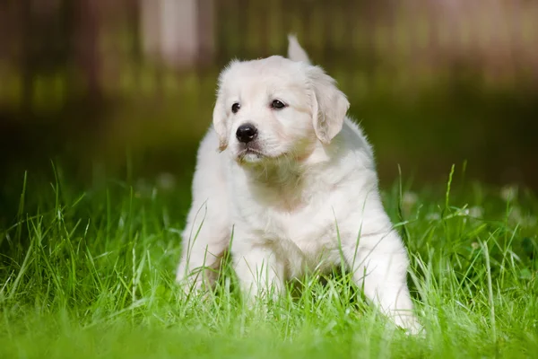 Mooie gouden retriever pup buitenshuis — Stockfoto