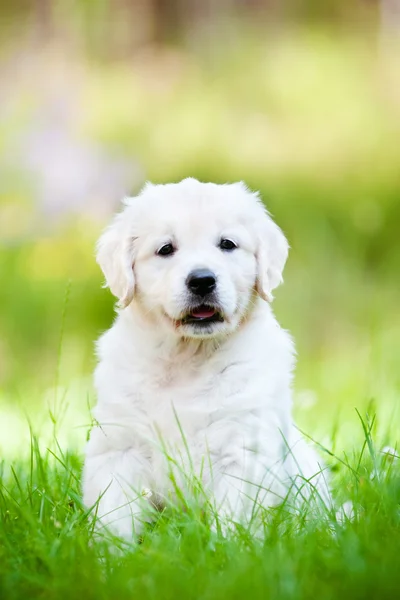 Beautiful golden retriever puppy outdoors — Stock Photo, Image