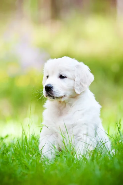 Bonito cachorro golden retriever ao ar livre — Fotografia de Stock