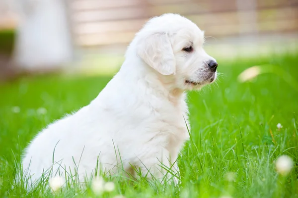 Gyönyörű golden retriever kiskutya szabadban — Stock Fotó