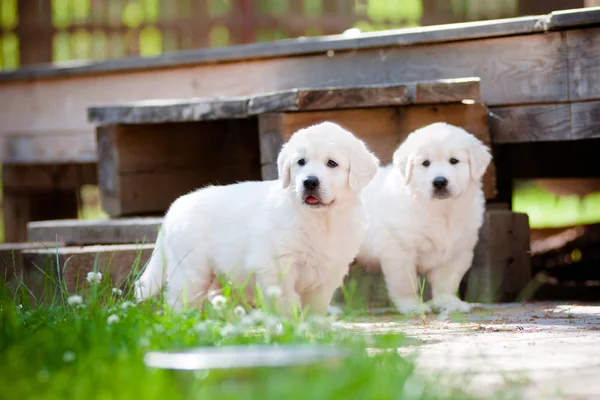 Golden retriever puppies outdoors — Stockfoto