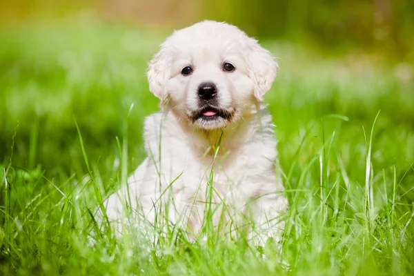 Açık havada güzel golden retriever köpek yavrusu — Stok fotoğraf
