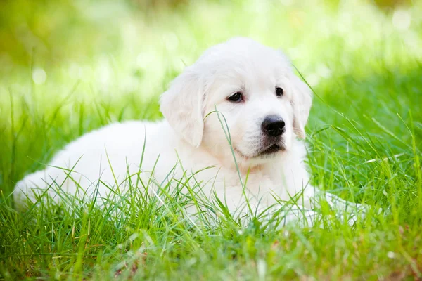 Beautiful golden retriever puppy outdoors — Stock Photo, Image