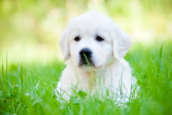 Bonito cachorro golden retriever ao ar livre — Fotografia de Stock