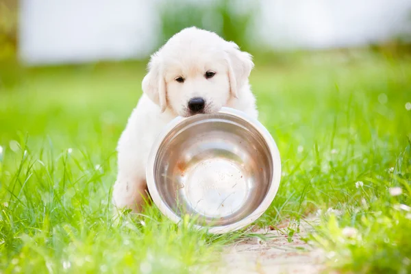 Vackra golden retriever valp utomhus — Stockfoto