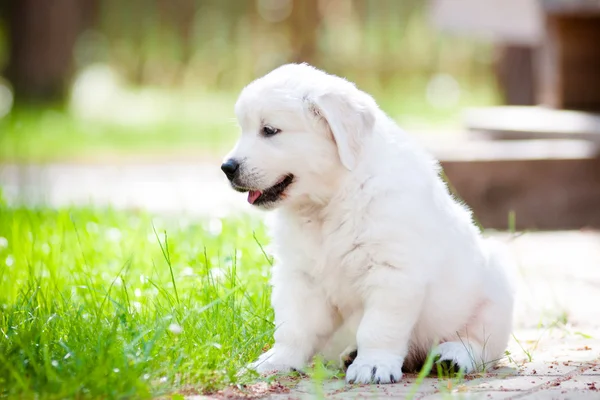 Bonito cachorro golden retriever ao ar livre — Fotografia de Stock