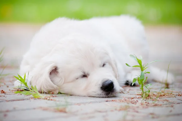 美丽的金毛猎犬小狗户外 — 图库照片