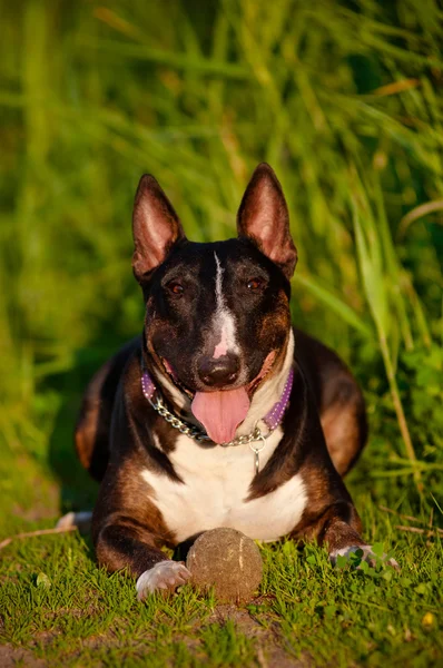 English bull terrier dog outdoors — Stock Photo, Image