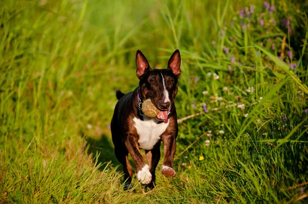 Inglês touro terrier cão ao ar livre — Fotografia de Stock