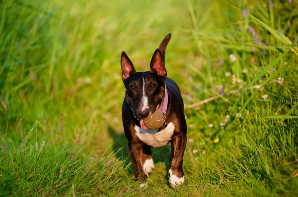 Englischer Bullterrier Hund im Freien — Stockfoto