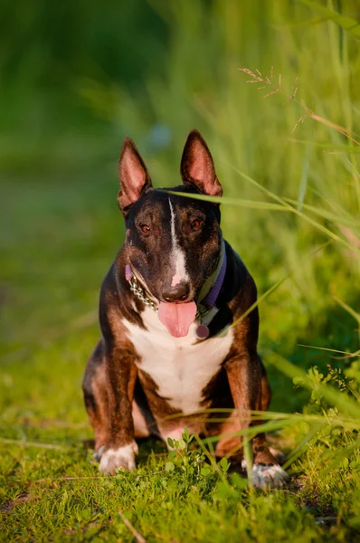 İngiliz bull terrier köpek açık havada — Stok fotoğraf