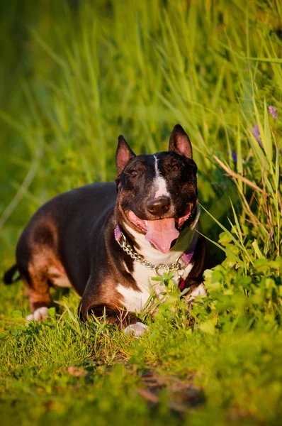 English bull terrier dog outdoors — Stock Photo, Image