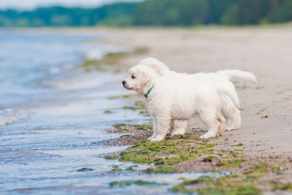 Golden retriever puppy on the beach — Stock Photo, Image