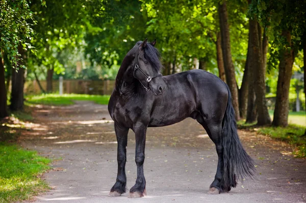 Koń fryzyjski rasy na zewnątrz — Zdjęcie stockowe