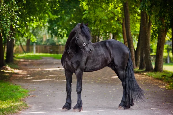 Friesian rotu hevonen ulkona — kuvapankkivalokuva