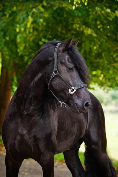 Friesian cavalo raça ao ar livre — Fotografia de Stock