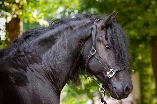 Cheval de race frisonne à l'extérieur — Photo