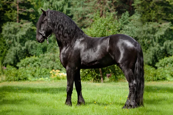 Friesian cavalo raça ao ar livre — Fotografia de Stock