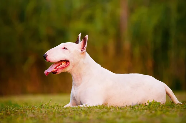 Inglês Bull Terrier Dog — Fotografia de Stock