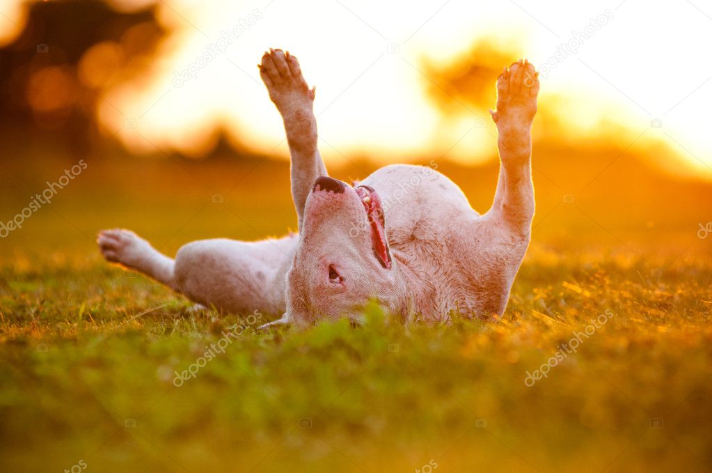 Happy english bull terrier dog lying upside down