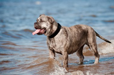 CA de bou köpek sahilde