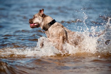 CA de bou köpek sahilde