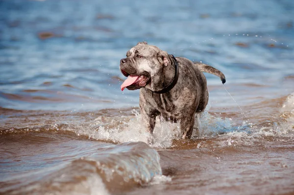 CA de bou psa na pláži — Stock fotografie