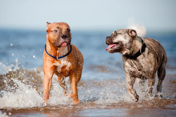 Dwa psy bawią się na plaży — Zdjęcie stockowe