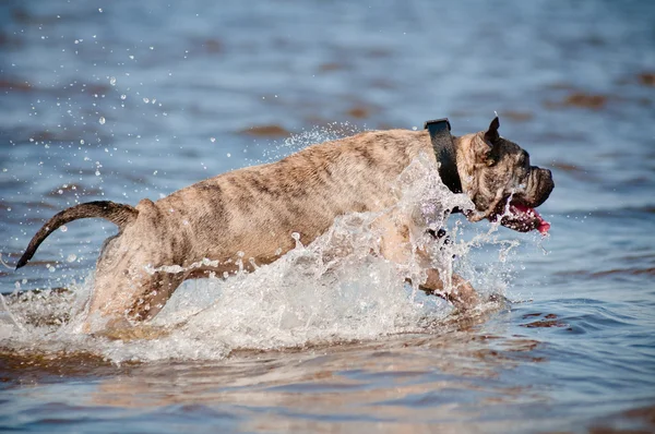 Ca de bou dog jumps in the water — Stock Photo, Image