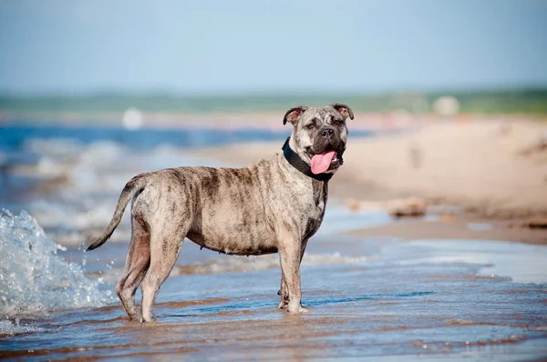 Ca de bou chien sur la plage — Photo