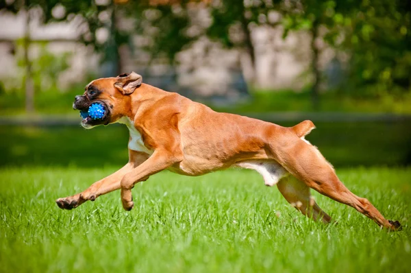 Cão boxeador alemão correndo com um brinquedo em sua boca — Fotografia de Stock