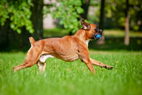 German boxer dog running with a toy in his mouth — Stock Photo, Image