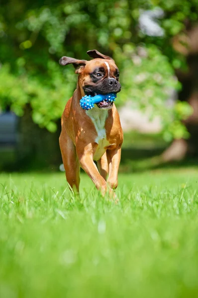 Tysk boxare hund kör med en leksak i munnen — Stockfoto