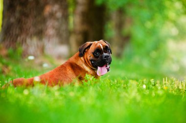 Alman boksör köpek portre