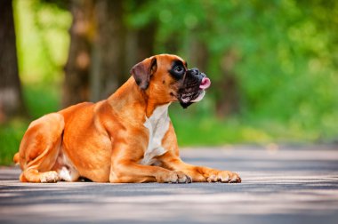 Alman boksör köpek portre