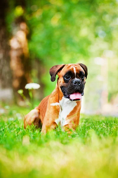 Retrato de perro boxeador alemán — Foto de Stock