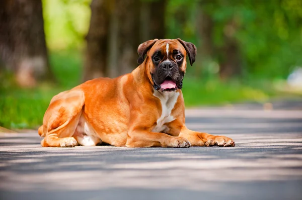German boxer dog portrait — Stock Photo, Image